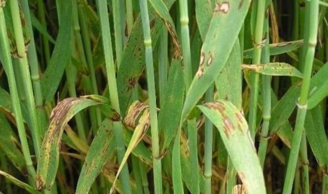 Kütahya İl Tarım ve Orman Müdürlüğü, hububat ekili alanlarda yapılan kontro...