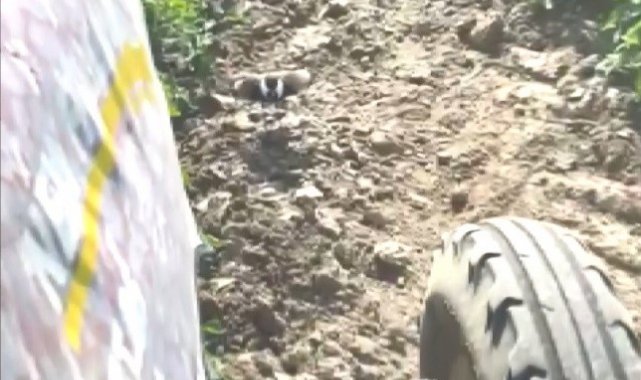 Manisa'nın Salihli Ovası'nda bir tarlaya yuva yaparak yumurtalarını...