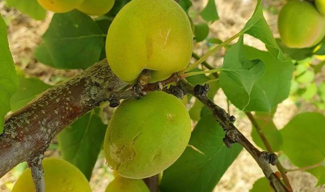 Mersin'in Mut ilçesinde dün meydana gelen şiddetli dolu yağışı nedeniyl...