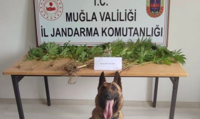 Muğla İl Jandarma Komutanlığı ekiplerinin uyuşturucu madde arama köpekleri ...