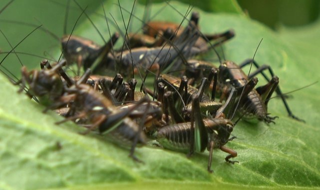 Muş'un Karabey köyünün merasında sürü halinde görülen çalı çekirgelerin...