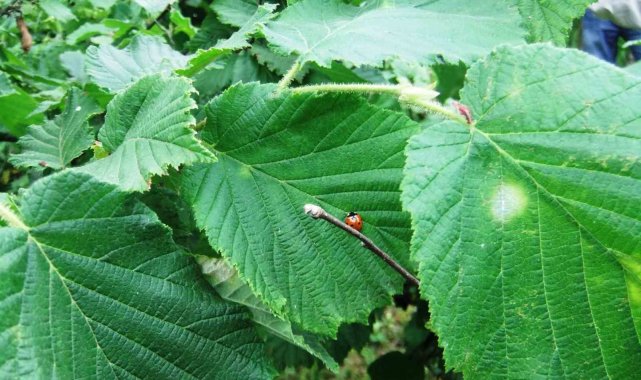 Samsun İl Tarım ve Orman Müdürü İbrahim Sağlam, fındığın ana zararlısı olan...