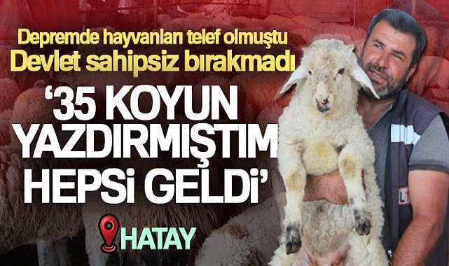 Telef olan hayvanlarının yerine yenisi verilen depremzede: 'Gel koyununu al dediler, şok yaşadım'