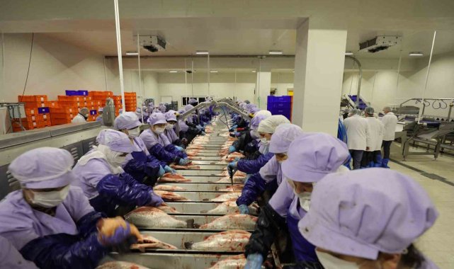 Trabzon'da denizdeki kafeslerde üretimi gerçekleştirilen somonların has...