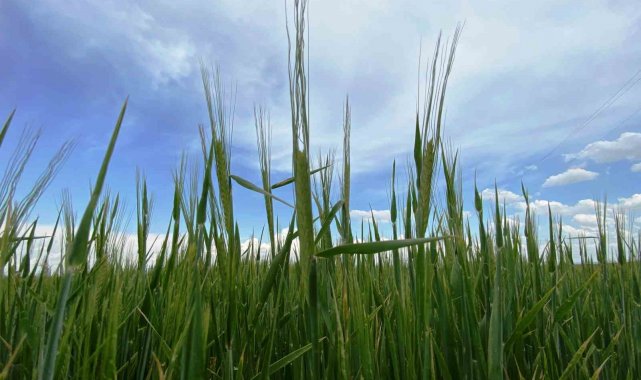 Türkiye genelinde bu yılki ilkbahar yağışları bitkisel üretimdeki kuraklık ...