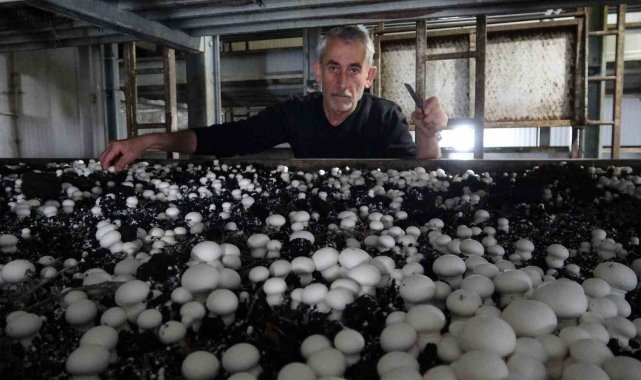 Yozgat'ın Sorgun ilçesinde bir mantar tesisinde günlük ortalama 500 kil...