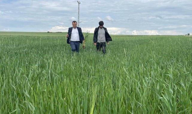 Yozgat'ta ilkbaharda görülen yağış fazlalığı nedeniyle tahıl çeşitlerin...