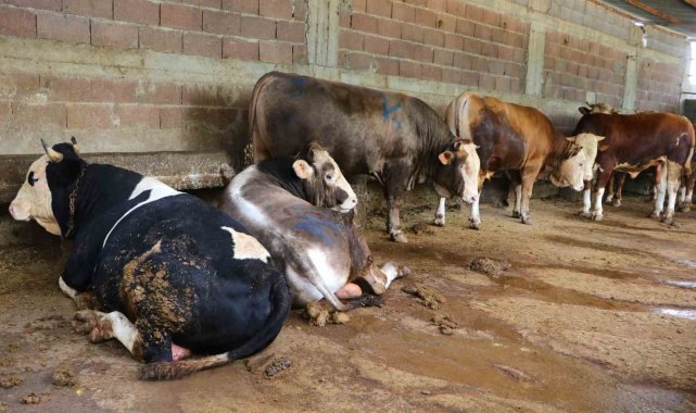 Adana'da kurbanlık satışları başlarken bu yıl vatandaşlar büyükbaşa ilg...