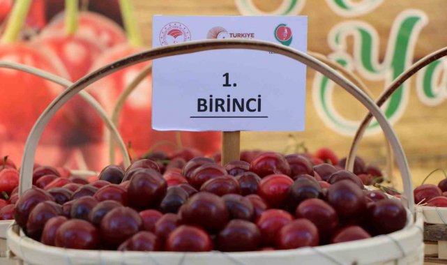 Anadolu'nun elmasıyla ünlü şehri Amasya'da bu yıl dalları kiraz bas...