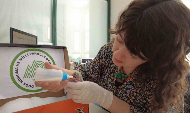 Bursa'da çim biçerken vatandaş tarafından yaralanan yavru kirpi, Doğa K...