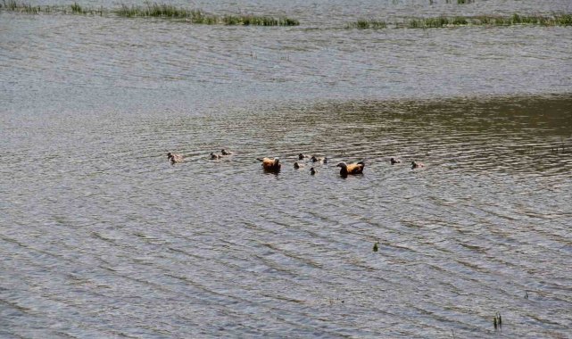 Eskişehir'de bulunan Keskin Göleti'nde yavrularıyla birlikte dolaşı...