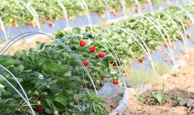 İzmit Belediyesi'nin Çayırköy Mahallesi'nde oluşturduğu Çilek Köyü&...