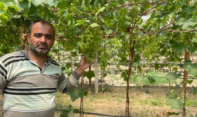 Manisa'nın Sarıgöl ilçesinde ilk kez örtü altı erkenci üzüm yetiştirild...