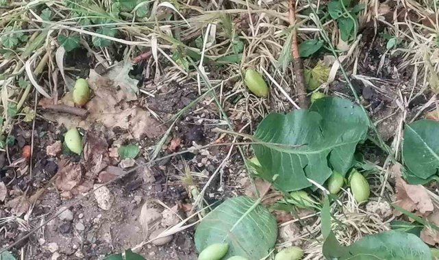 Mersin'in Mut ilçesinde etkili olan sağanak yağmur ve dolu yağışı neden...