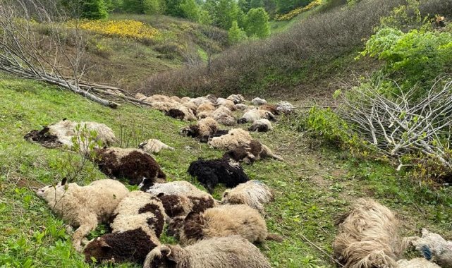 Ordu'nun Gölköy ilçesinde ayıların saldırdığı sürüde bulunan 76 koyun t...