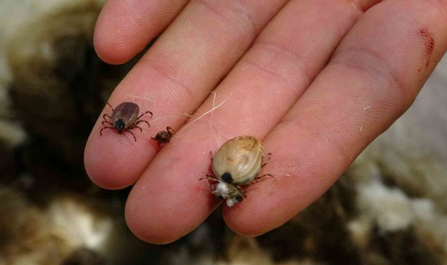 Tokatlı çoban, ölümcül risklerine aldırış etmeden kırktığı koyunlardan çıka...