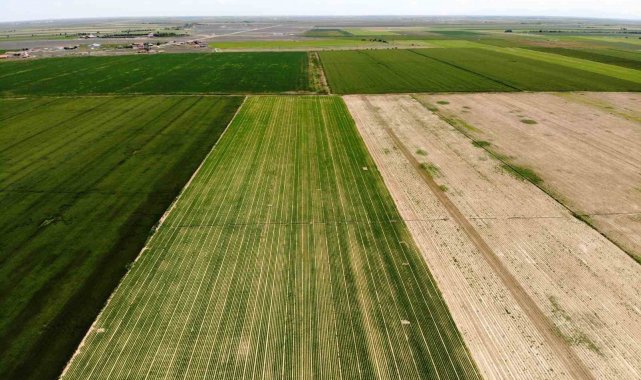 Türkiye'nin havuç ihtiyacının yaklaşık yüzde 65'ini karşılayan Kony...