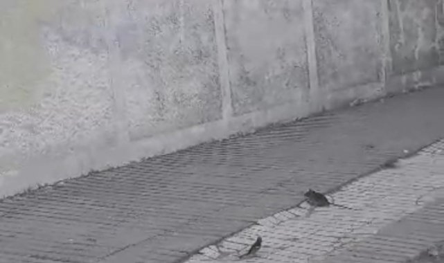 Çorum'un Sungurlu ilçesinde kuşların fare ile oyun oynadığı anlar vatan...