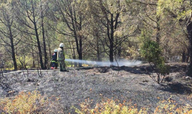 Sultangazi'de bulunan Mimar Sinan Kent Ormanı'nda henüz bilinmeyen ...