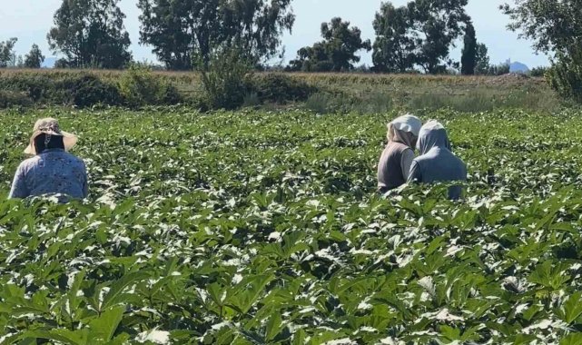 Türkiye'de bamya üretimi yapılan şehirlerden ilk 4'de yer alan Osma...