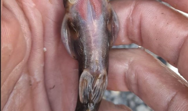 Şırnak'ın Beytüşşebap ilçesinde Habur Çayı'nda ağ atan amatör balık...