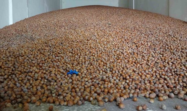 Türkiye, son 10 yılda fındık ihracatından 2 milyar 769 milyon 393 bin 225 k...