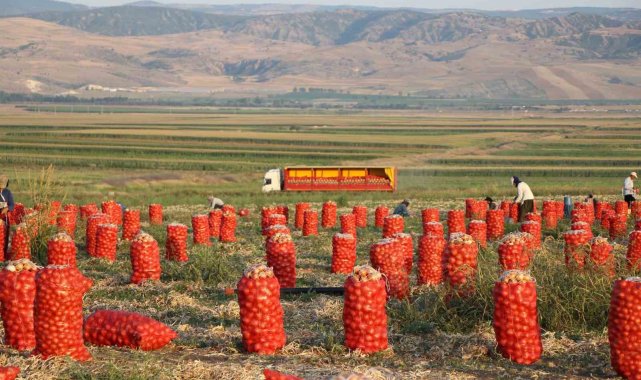 Türkiye'nin önemli soğan üretim merkezlerinden Amasya'da kuru soğan...