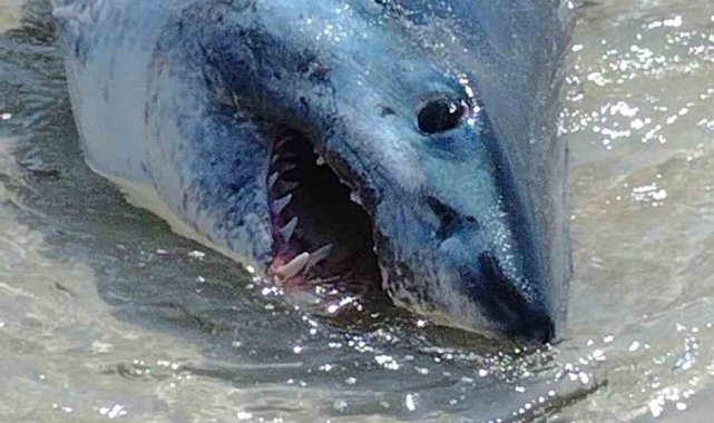 ABD'nin Florida eyaletinde kıyıya vuran köpek balığını kuyruğundan çeke...