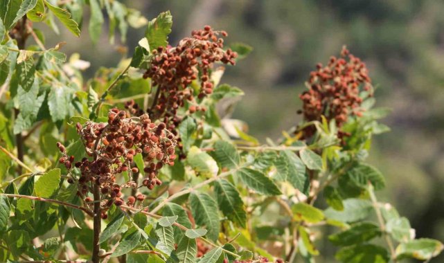 Adana'nın Feke ilçesinde Torosdağı eteklerinde doğada kendinden yetişen...