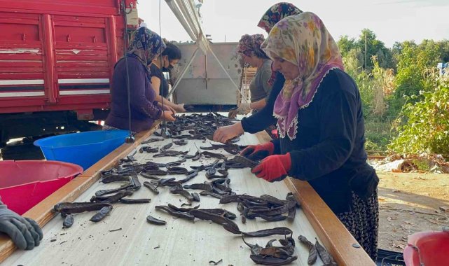 Antalya'nın Gazipaşa ilçesinde üretimi yapılan ve geçen sene kilogramı ...