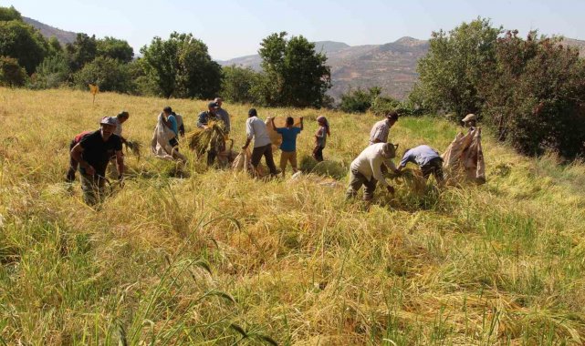 Batman'ın Gercüş ilçesine bağlı Gönüllü ve Akyar köylerinde pirinç hasa...