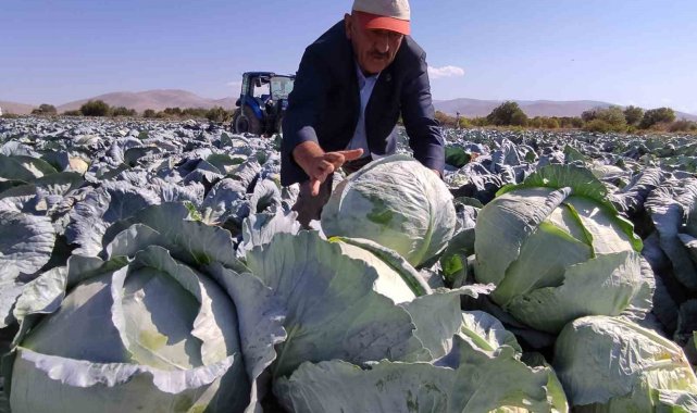 Beyaz lahana üretiminde Türkiye'de ikinci sırada yer alan Niğde'de ...