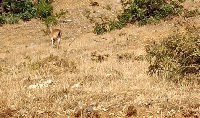 Bingöl'ün Genç ilçesi ve Diyarbakır'ın Lice ve Kulp ilçesi sınırlar...