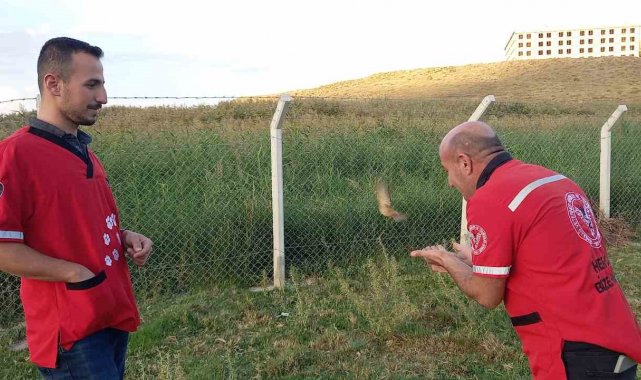 Bitlis'in Tatvan ilçesinde binaya çarparak yere düştükten sonra kalbi d...
