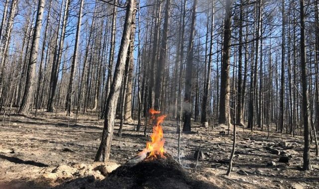 Bolu-Ankara sınırında çıkan orman yangınında alevler arasında kalan kırmızı...