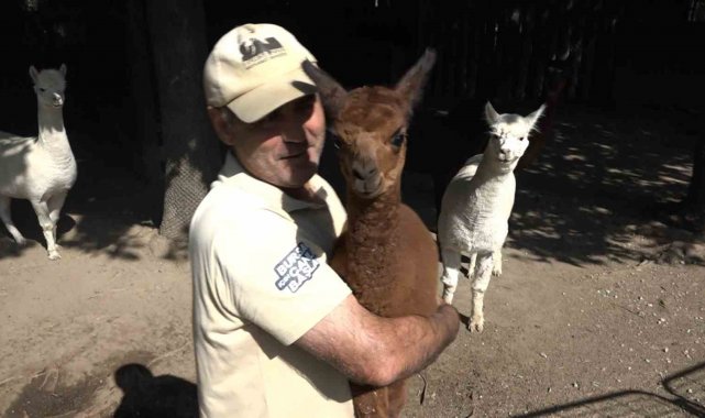 Bursa Hayvanat Bahçesi'nde dünyaya gözlerini açan alpaka, neşe kaynağı ...