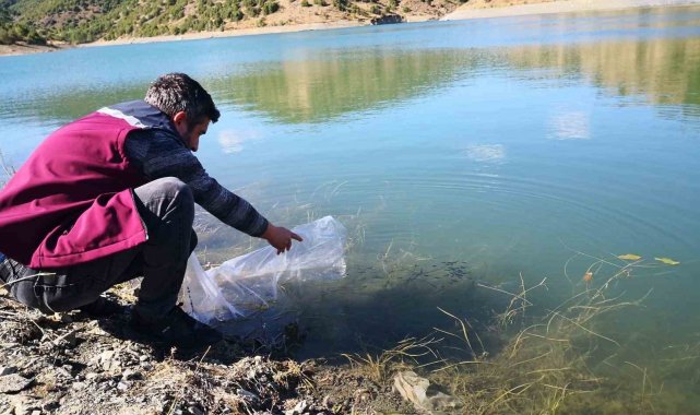Çankırı’da 562 bin yavru sazan balığı salındı