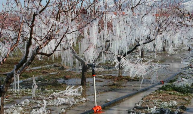 Çivril'de bahar aylarında buzla korunan şeftali ağaçları meyve verdi. A...