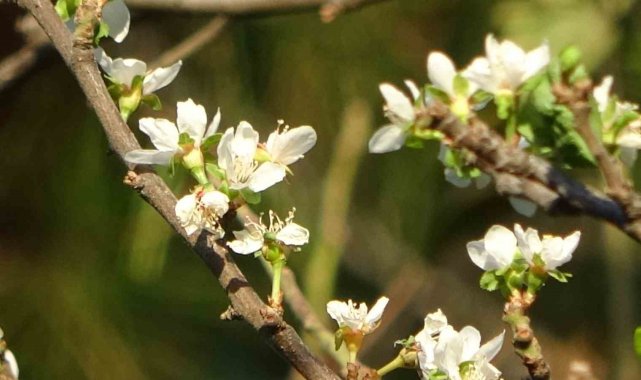 Denizli'nin Pamukkale ilçesinde ağaçların yapraklarını dökmeye başladığ...