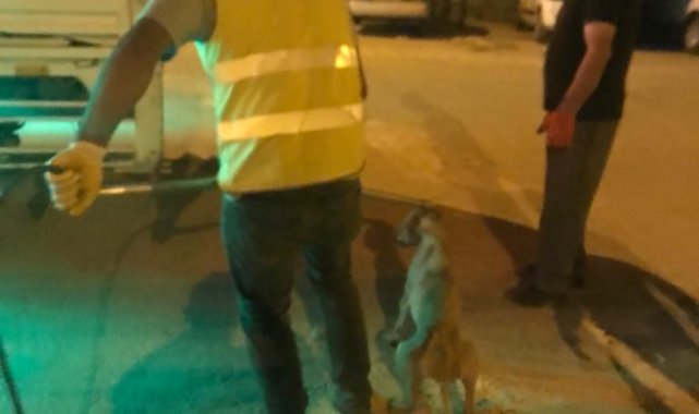 Diyarbakır'ın Hani ilçesinde hasta veya uyuz belirtileri gösteren köpek...