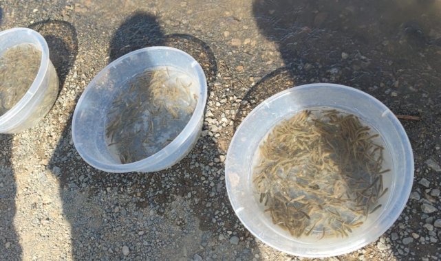 Elazığ Su Ürünleri Araştırma Enstitüsü Müdürlüğünce Su Ürünleri AR-GE Merke...