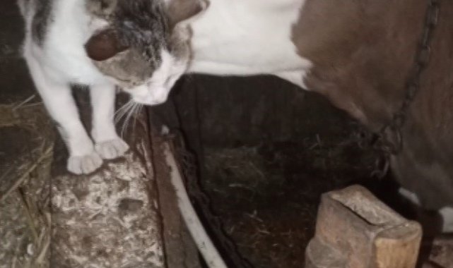 Eskişehir'de ahırda bağlı olan arkadaşı buzağıyı neredeyse her gün ziya...