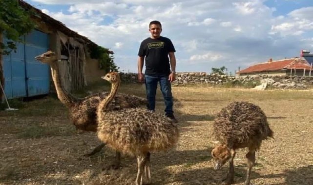 Eskişehir'de bir haftayı geçkin süredir kayıp olan 2 deve kuşunu her ye...