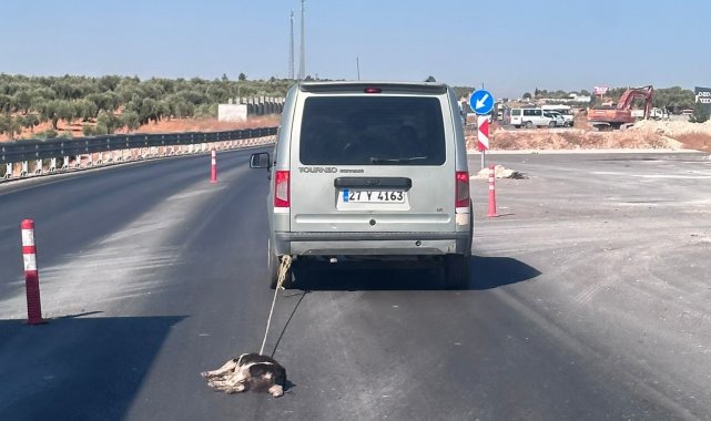Gaziantep'in Nizip yolu üzerinde bir köpeğin hafif ticari aracın arkası...