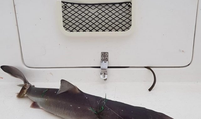 Giresun'da sabah saatlerinde balık tutmak için denize açılan balıkçının...