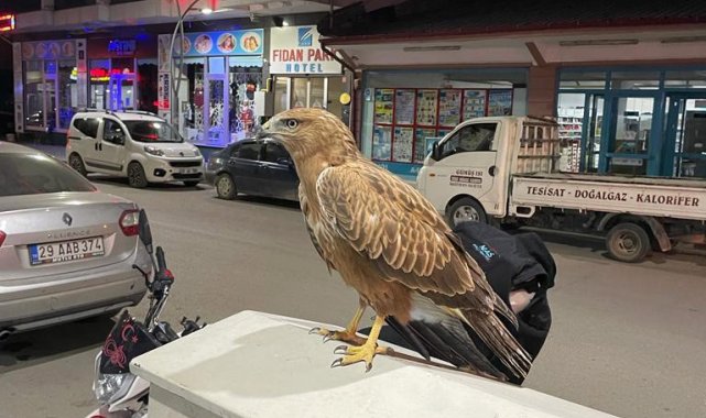 Gümüşhane'nin Kelkit ilçesinde hayvan otlatan bir vatandaş tarafından b...