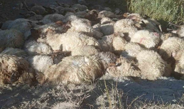 Hakkari'nin Aksu köyünde kurtların saldırısı sonucu 300 koyun birbirler...