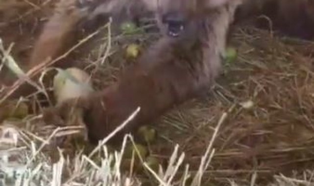 Hakkari'nin Çukurca ilçesinde yaralı halde bulunarak ekiplerce götürüld...