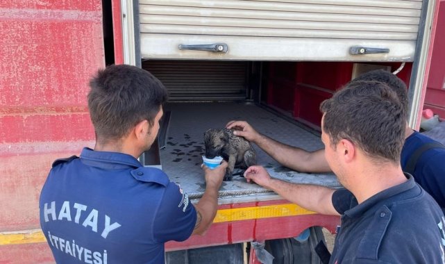 Hatay'ın Antakya ilçesinde otluk alanda çıkan yangında alevler arasında...