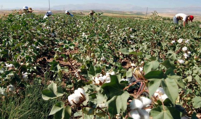 Kahta Ziraat Odası Başkanı Rüştü Turanlı, Çukobirlik tarafından açıklanan f...